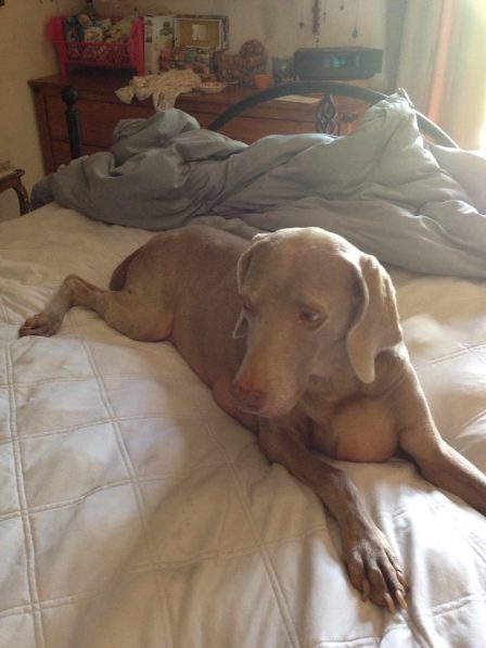 1011180_2471235903765_247717253_n