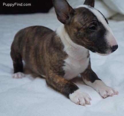 PuppyFind.com,677025