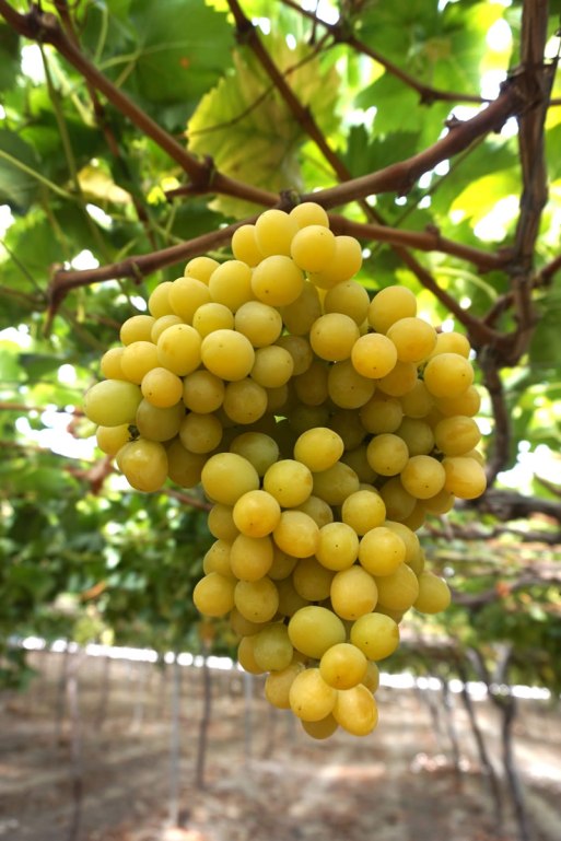 cotton candy grapes